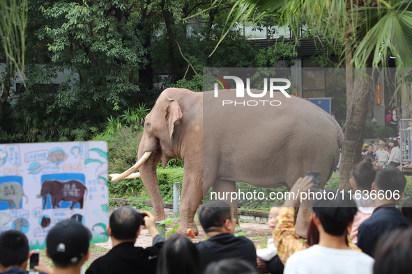 Tourists view an elephant performance at Chongqing Zoo in Chongqing, China, on October 3, 2024. 