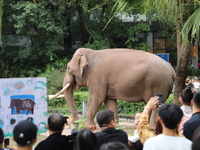 Tourists view an elephant performance at Chongqing Zoo in Chongqing, China, on October 3, 2024. (