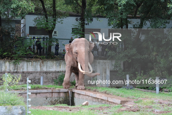 Tourists view an elephant performance at Chongqing Zoo in Chongqing, China, on October 3, 2024. 