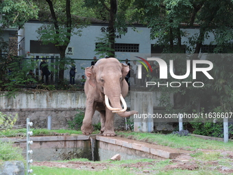 Tourists view an elephant performance at Chongqing Zoo in Chongqing, China, on October 3, 2024. (