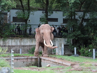 Tourists view an elephant performance at Chongqing Zoo in Chongqing, China, on October 3, 2024. (