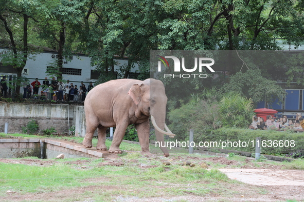 Tourists view an elephant performance at Chongqing Zoo in Chongqing, China, on October 3, 2024. 