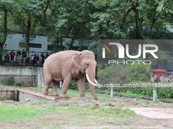 Tourists view an elephant performance at Chongqing Zoo in Chongqing, China, on October 3, 2024. (