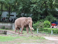 Tourists view an elephant performance at Chongqing Zoo in Chongqing, China, on October 3, 2024. (