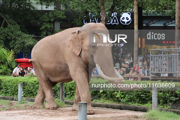 Tourists view an elephant performance at Chongqing Zoo in Chongqing, China, on October 3, 2024. 