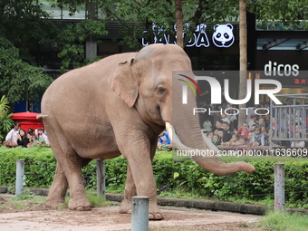 Tourists view an elephant performance at Chongqing Zoo in Chongqing, China, on October 3, 2024. (