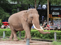 Tourists view an elephant performance at Chongqing Zoo in Chongqing, China, on October 3, 2024. (