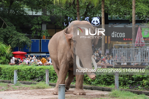 Tourists view an elephant performance at Chongqing Zoo in Chongqing, China, on October 3, 2024. 