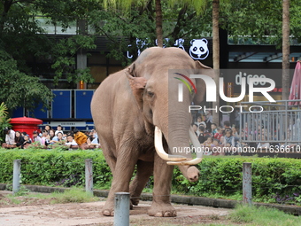 Tourists view an elephant performance at Chongqing Zoo in Chongqing, China, on October 3, 2024. (