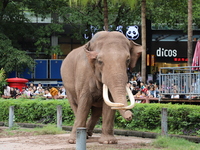 Tourists view an elephant performance at Chongqing Zoo in Chongqing, China, on October 3, 2024. (