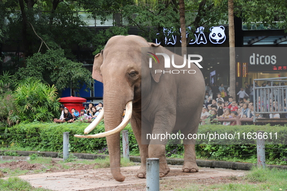 Tourists view an elephant performance at Chongqing Zoo in Chongqing, China, on October 3, 2024. 