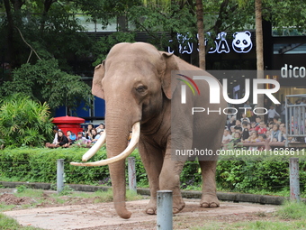 Tourists view an elephant performance at Chongqing Zoo in Chongqing, China, on October 3, 2024. (