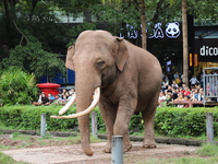 Tourists view an elephant performance at Chongqing Zoo in Chongqing, China, on October 3, 2024. (