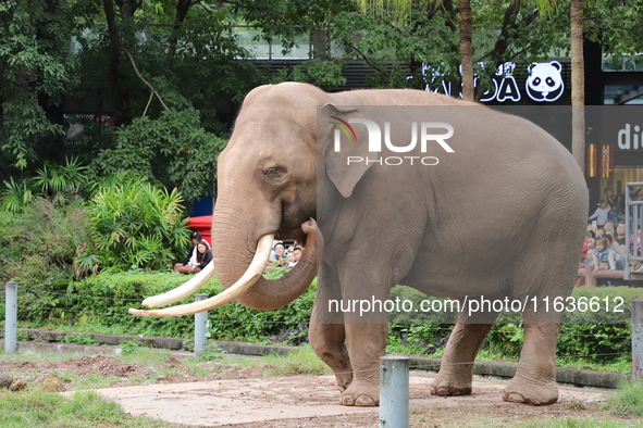 Tourists view an elephant performance at Chongqing Zoo in Chongqing, China, on October 3, 2024. 