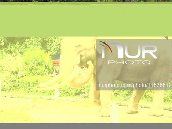 Tourists view an elephant performance at Chongqing Zoo in Chongqing, China, on October 3, 2024. (