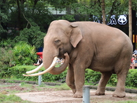 Tourists view an elephant performance at Chongqing Zoo in Chongqing, China, on October 3, 2024. (