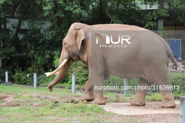 Tourists view an elephant performance at Chongqing Zoo in Chongqing, China, on October 3, 2024. 