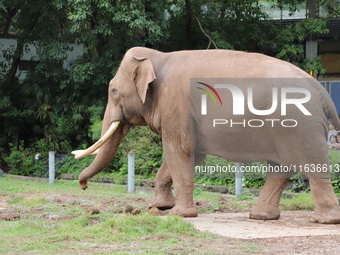 Tourists view an elephant performance at Chongqing Zoo in Chongqing, China, on October 3, 2024. (