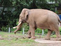 Tourists view an elephant performance at Chongqing Zoo in Chongqing, China, on October 3, 2024. (