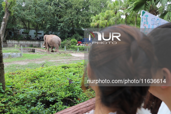 Tourists view an elephant performance at Chongqing Zoo in Chongqing, China, on October 3, 2024. 