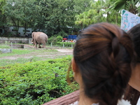 Tourists view an elephant performance at Chongqing Zoo in Chongqing, China, on October 3, 2024. (