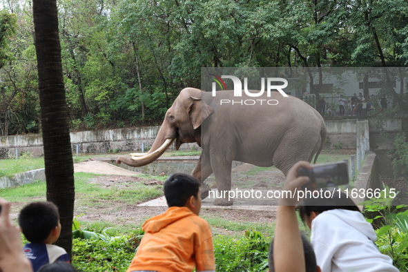 Tourists view an elephant performance at Chongqing Zoo in Chongqing, China, on October 3, 2024. 