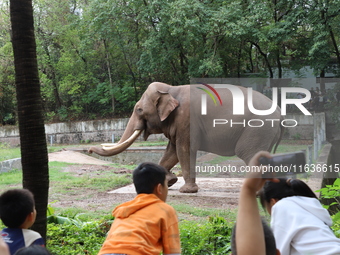 Tourists view an elephant performance at Chongqing Zoo in Chongqing, China, on October 3, 2024. (