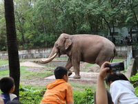 Tourists view an elephant performance at Chongqing Zoo in Chongqing, China, on October 3, 2024. (