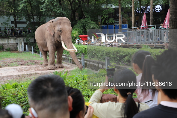 Tourists view an elephant performance at Chongqing Zoo in Chongqing, China, on October 3, 2024. 