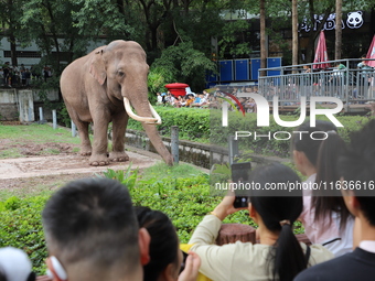 Tourists view an elephant performance at Chongqing Zoo in Chongqing, China, on October 3, 2024. (