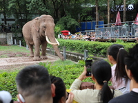 Tourists view an elephant performance at Chongqing Zoo in Chongqing, China, on October 3, 2024. (