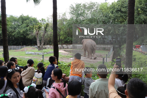 Tourists view an elephant performance at Chongqing Zoo in Chongqing, China, on October 3, 2024. 