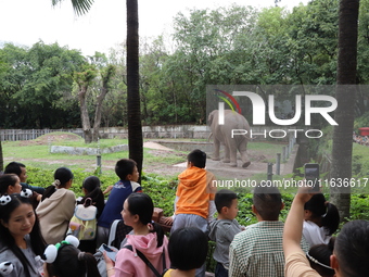 Tourists view an elephant performance at Chongqing Zoo in Chongqing, China, on October 3, 2024. (