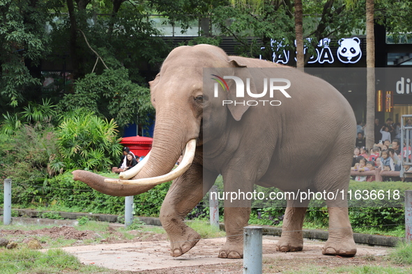 Tourists view an elephant performance at Chongqing Zoo in Chongqing, China, on October 3, 2024. 