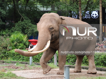 Tourists view an elephant performance at Chongqing Zoo in Chongqing, China, on October 3, 2024. (