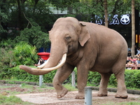 Tourists view an elephant performance at Chongqing Zoo in Chongqing, China, on October 3, 2024. (