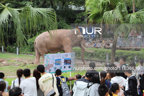 Tourists view an elephant performance at Chongqing Zoo in Chongqing, China, on October 3, 2024. 