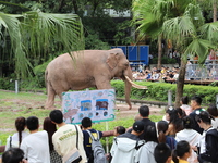 Tourists view an elephant performance at Chongqing Zoo in Chongqing, China, on October 3, 2024. (