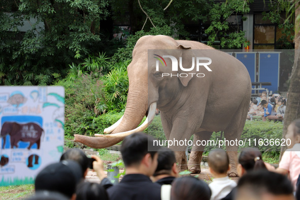 Tourists view an elephant performance at Chongqing Zoo in Chongqing, China, on October 3, 2024. 