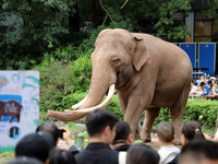 Tourists view an elephant performance at Chongqing Zoo in Chongqing, China, on October 3, 2024. (