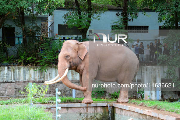 Tourists view an elephant performance at Chongqing Zoo in Chongqing, China, on October 3, 2024. 