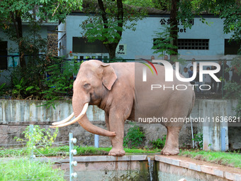 Tourists view an elephant performance at Chongqing Zoo in Chongqing, China, on October 3, 2024. (