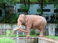 Tourists view an elephant performance at Chongqing Zoo in Chongqing, China, on October 3, 2024. (