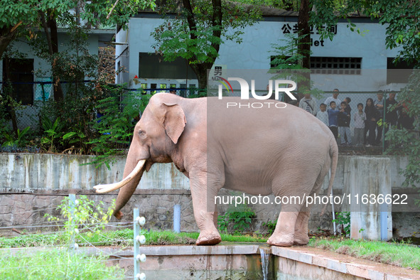 Tourists view an elephant performance at Chongqing Zoo in Chongqing, China, on October 3, 2024. 