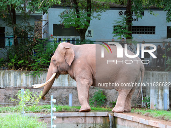 Tourists view an elephant performance at Chongqing Zoo in Chongqing, China, on October 3, 2024. (