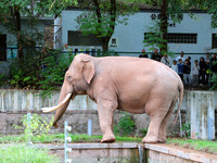 Tourists view an elephant performance at Chongqing Zoo in Chongqing, China, on October 3, 2024. (