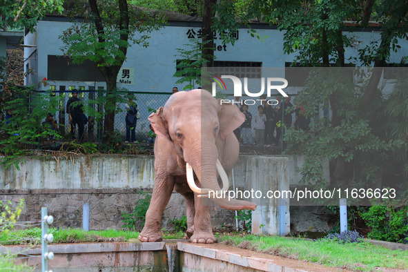 Tourists view an elephant performance at Chongqing Zoo in Chongqing, China, on October 3, 2024. 