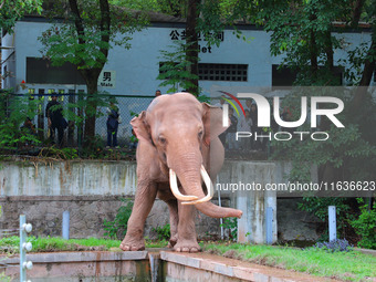 Tourists view an elephant performance at Chongqing Zoo in Chongqing, China, on October 3, 2024. (