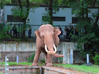 Tourists view an elephant performance at Chongqing Zoo in Chongqing, China, on October 3, 2024. (