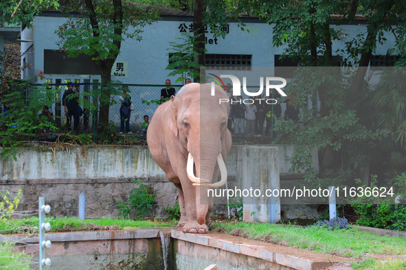 Tourists view an elephant performance at Chongqing Zoo in Chongqing, China, on October 3, 2024. 